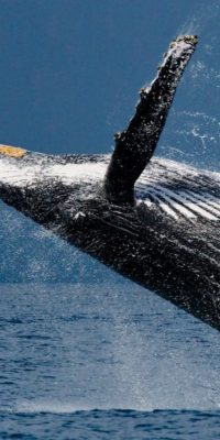 ¿Por qué las ballenas jorobadas eligen Samaná cada año?